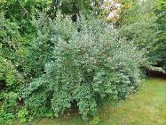 Autumn Olive