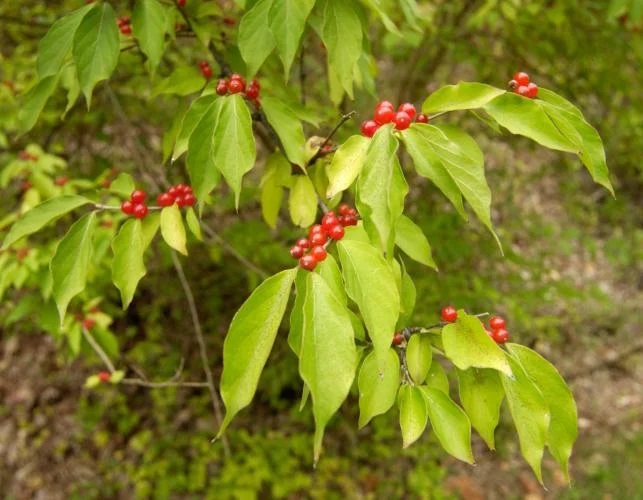 Bush Honeysuckles